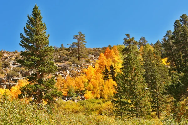 The multi-colour hillside in park — Stock Photo, Image