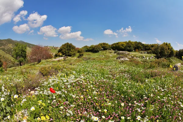 Çiçek açması çayır — Stok fotoğraf