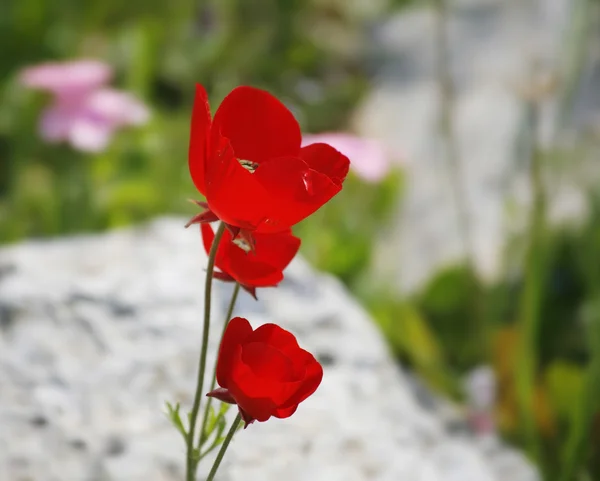 Красные мелкие полевые цветы Anemone — стоковое фото