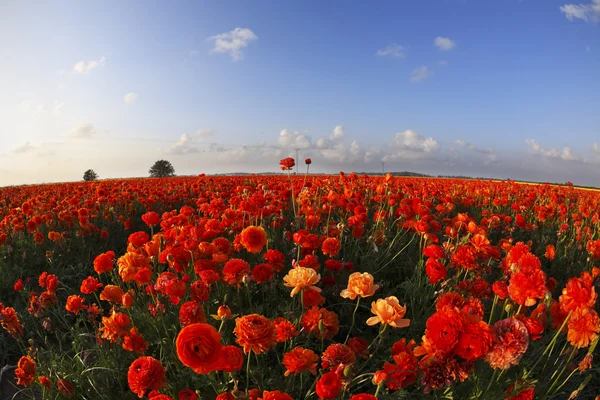 Blühendes Feld — Stockfoto