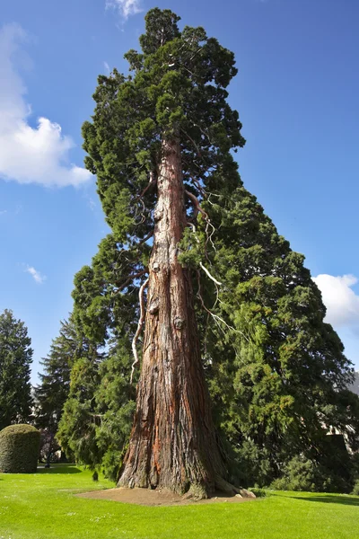 Magnífico árbol — Foto de Stock