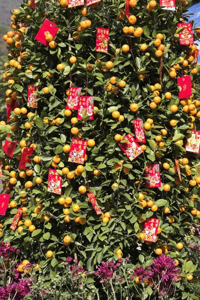 The Chinese tangerine-tree — Stock Photo, Image