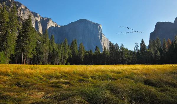 Fuglens flyvning i Yosemite park . - Stock-foto