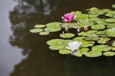 Beyaz ve pembe lilyum