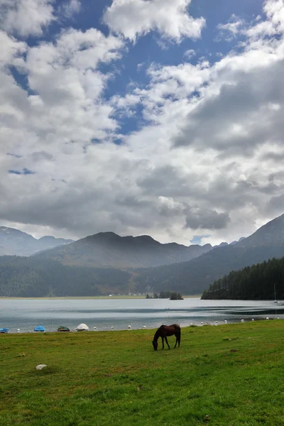 The thoroughbred horse horse on coast of lake — Stock Photo, Image