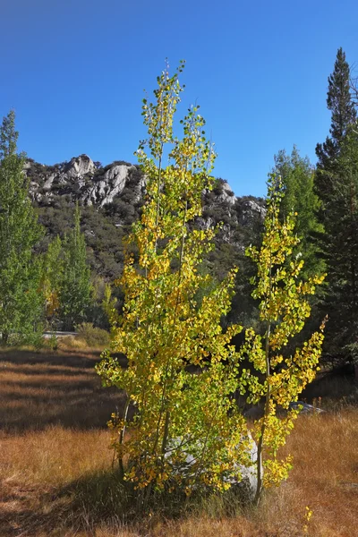 Thetrees med gula och gröna blad — Stockfoto