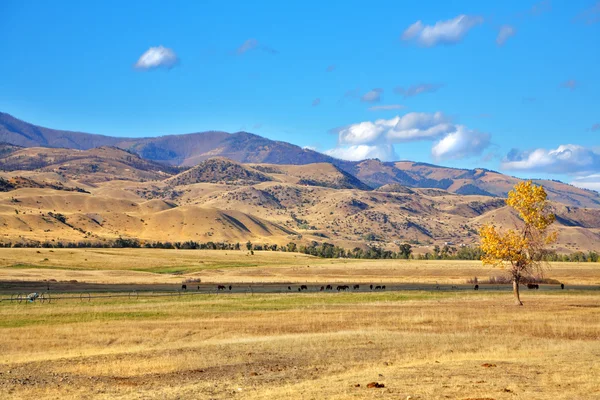 La pradera en un día claro — Foto de Stock