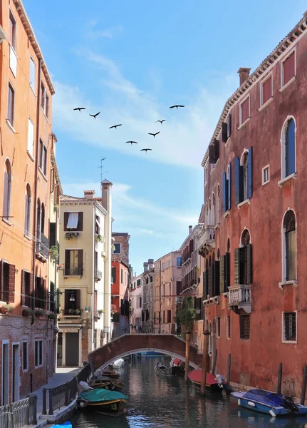 Una bandada triangular de aves migratorias sobre la Venecia — Foto de Stock