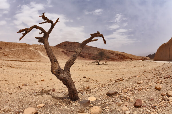 The curved dry wood in a desert