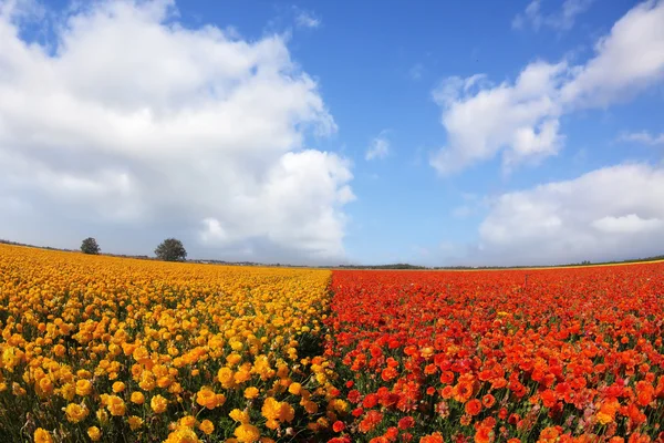 Os prados flores vermelhas e amarelas brilhantes — Fotografia de Stock