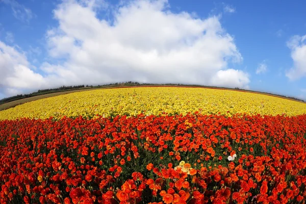 Picturesque blossoming red and the yellow buttercups — Stock Photo, Image