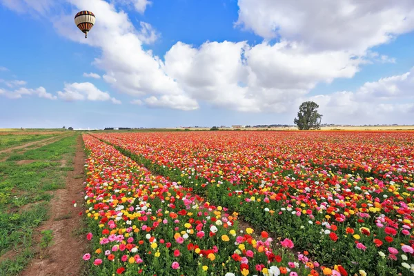 The striped balloon flies over a field — Stock Photo, Image