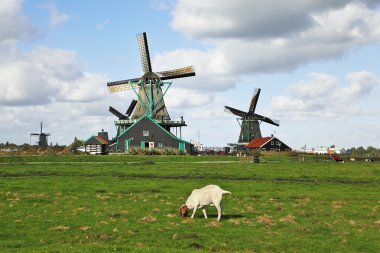 White lambs and windmills.
