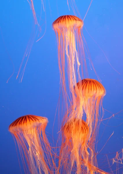 Acuario con cuatro medusas — Foto de Stock
