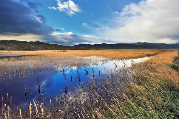 Lago poco profondo, ricoperto d'erba — Foto Stock