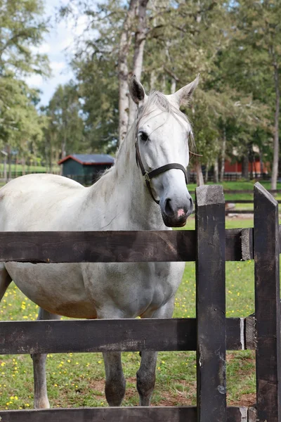 サラブレッド種の白い馬 — ストック写真