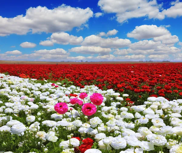 White garden buttercups — Stock Photo, Image