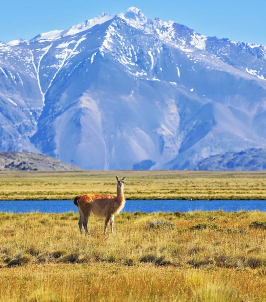 Perito moreno Nationaalpark — Stockfoto