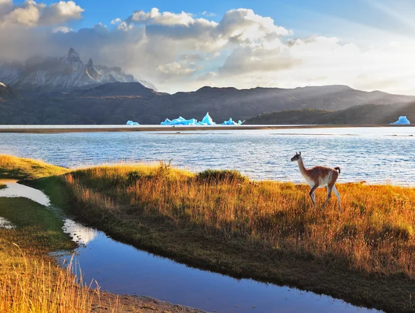 Vertrouwende guanaco op de meer grijs. — Stockfoto