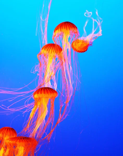 Le meduse con tentacoli sottili — Foto Stock