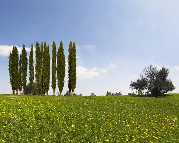 Alley smal cypress — Stockfoto