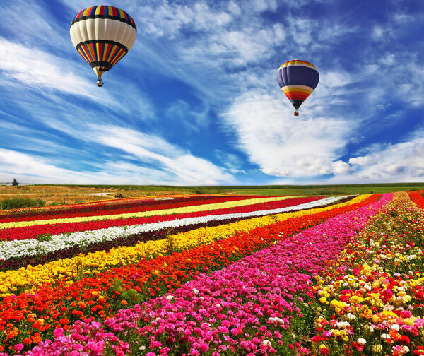 Great rural field with flowers