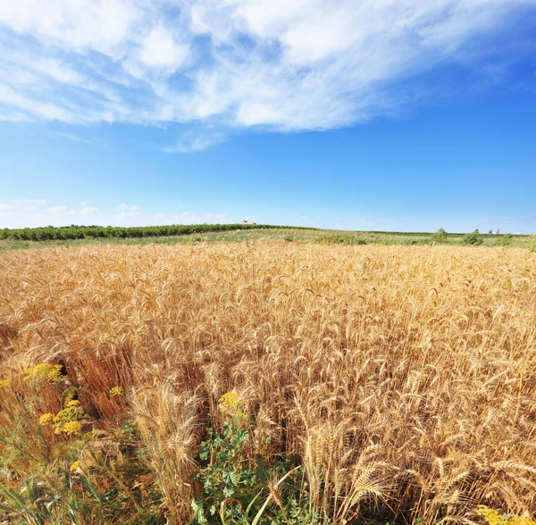 Ein Feld mit reifem Weizen — Stockfoto