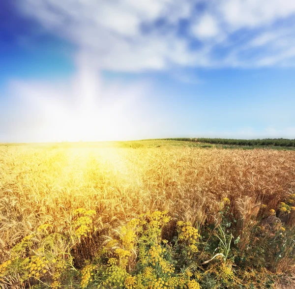 Bright rays of sunlight — Stock Photo, Image