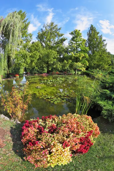 A colorful fllowers and shrubs — Stock Photo, Image