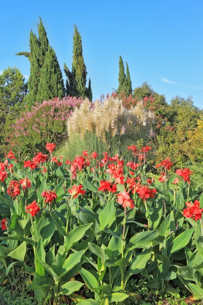 Des fleurs rouges et des roseaux décoratifs — Photo