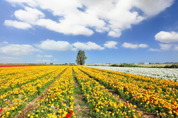 I magnifici ranuncoli — Foto Stock