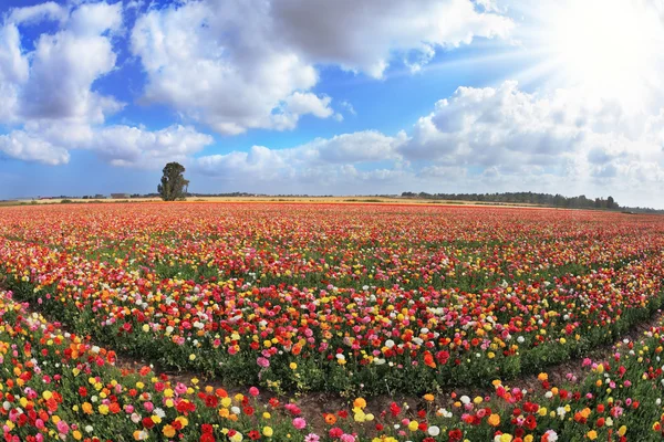 Campo di kibbutz illimitato — Foto Stock