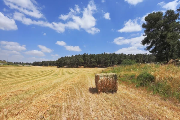 Een veld op een houten rand. — Stockfoto