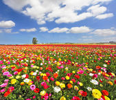 Картина, постер, плакат, фотообои "the field, blooming colorful garden buttercups", артикул 40544941