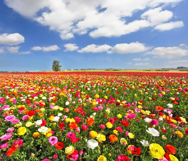 The field, blooming colorful garden buttercups — Stock Photo, Image