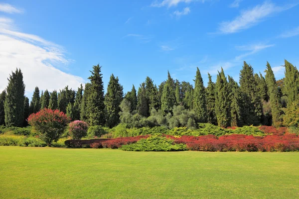 As árvores coníferas e arbustos vermelhos florescentes — Fotografia de Stock
