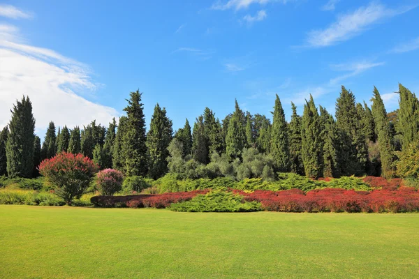 Le conifere e i cespugli rossi in fiore — Foto Stock