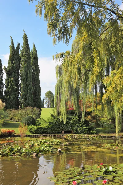 De vijver, struiken en bomen — Stockfoto