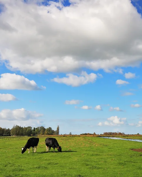 Zwaarlijvig en schone koeien grazen in de weiden. — Stockfoto