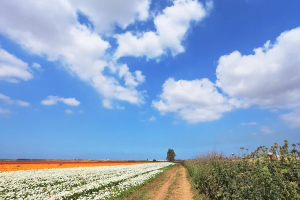Estrada de terra rural entre os campos de flores — Fotografia de Stock