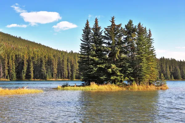 A tiny island in a shallow lake overgrown with pine trees — Stock Photo, Image