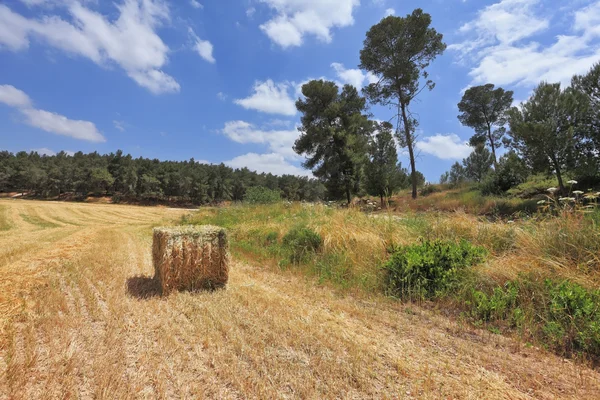 Una pila di grano obliquo — Foto Stock