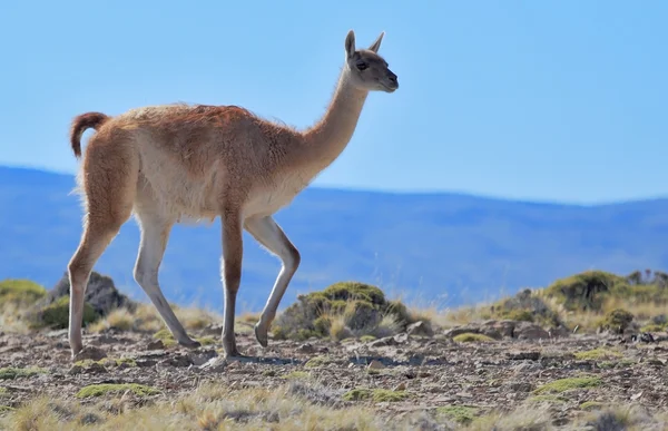 Guanacos grazioso — Foto Stock