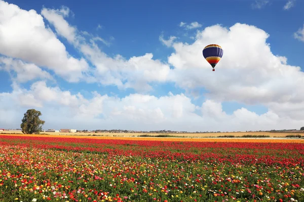 Воздушный шар над цветущим полем — стоковое фото