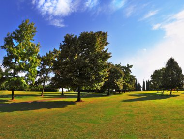 gün batımında yeşil çimenli çim