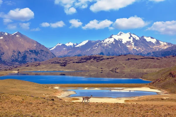 Guanacos al pascolo vicino al lago — Foto Stock