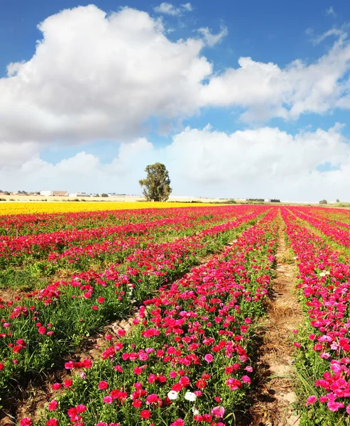 The peony garden buttercups grow in the southern — Stock Photo, Image