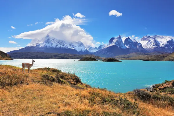 Sierlijk silhouet guanaco op de lake pehoe — Stockfoto