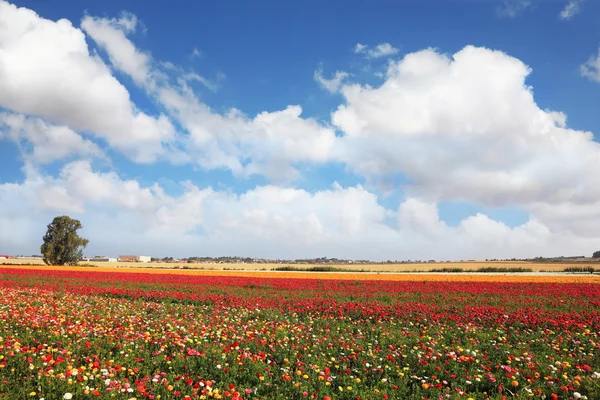 Lente kleurrijke boterbloemen en Boterbloem — Stockfoto