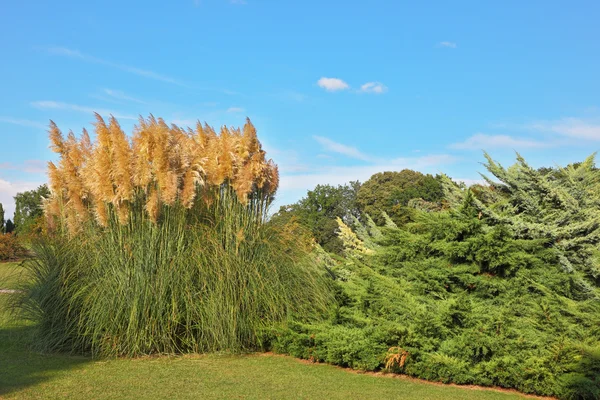 Reed altos brilhantes e arbustos — Fotografia de Stock